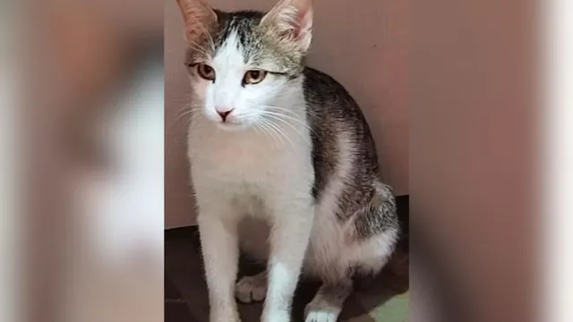 Babli Cat Missing рдиреЗ рдмрдврд╝рд╛рдИ рдорд╛рд▓рд┐рдХ рдХреА рдЪрд┐рдВрддрд╛, рдЖрдЦрд┐рд░ рдХрд╣рд╛рдВ рдЧрдИ рдмрд╛рдмрд▓реА?
