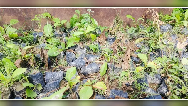 Shahjahanpur Plantation Drive: कागजों पर हरा-भरा, जमीन पर सूखा महाभियान
