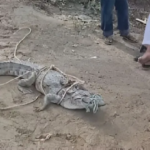 Divers rescuing a five-foot crocodile in Kurukshetra village cattle shed