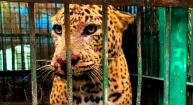 Bahraich Leopard Trapped: बहराइच के ककरहा में खौफ का पर्याय बना तेंदुआ पिंजरे में कैद, एक महीने में छठा लेपर्ड पकड़ा गया