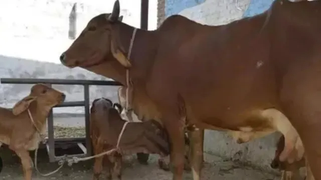 एटा में पशुधन बीमा योजना का ऐलान: 15% प्रीमियम पर मिलेगा पशुओं को सुरक्षा कवच