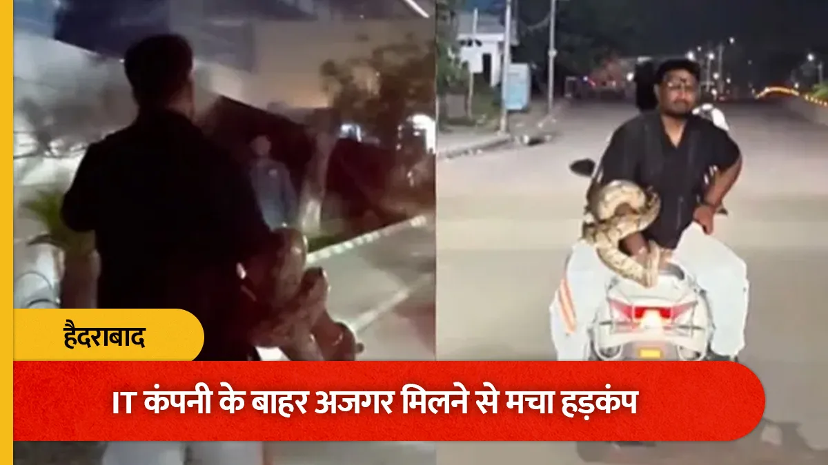 Hyderabad IT Engineer Python Video: आईटी कंपनी के बाहर भारी भरकम अजगर देख मचा हड़कंप, इंजीनियर ने हाथ में लपेटा
